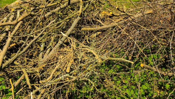 柴と丸い木の杭は屋外の緑の森を背景に緑の芝生の上森で薪を積み上げ 倒れた木を乾燥させます 乾燥した枝は 夏の森林火災の原因 — ストック写真