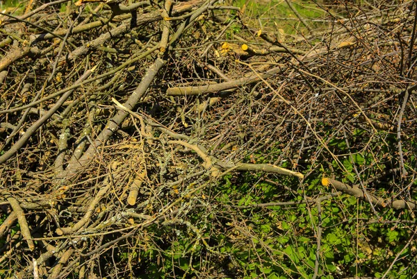 Pile Brushwood Wood Stacked Green Grass Background Green Forest Outdoors — Stock Photo, Image