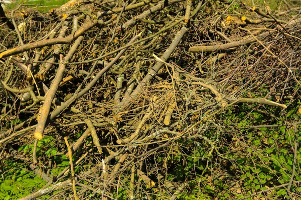 Hromadu Klestí Kulaté Dřevo Naskládané Zelené Trávě Pozadí Zeleného Lesa — Stock fotografie