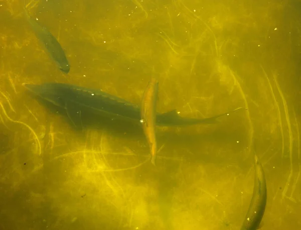 Большая Группа Рыб Кружит Мрачном Пруду Вид Сверху Речную Форель — стоковое фото