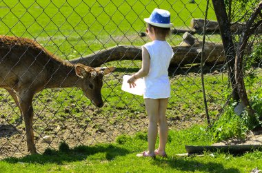 Küçük bir kız Genç bir geyik yaz yeşil çim bir arka plan moulting dönemde hayvanat bahçesinde beslenir. Kel yamalar ile korkunç çirkin kürk