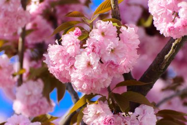 Yumuşak odak kiraz çiçeği veya Sakura çiçek bir mavi gökyüzü arka plan ağaç dal. Japon cherry. Sığ derinlik-in tarla. Bir çiçek hala LIF Merkezi üzerinde odaklanmak
