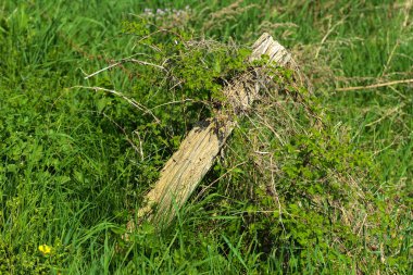 Eski çürük ahşap ayağı karşı sulu yeşil çim zemin üzerine paslı dikenli tel ve çit.
