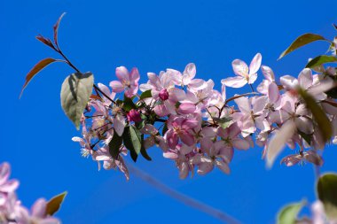 Yumuşak odak kiraz çiçeği veya Sakura çiçek bir mavi gökyüzü arka plan ağaç dal. Japon cherry. Sığ derinlik-in tarla. Bir çiçek hala LIF Merkezi üzerinde odaklanmak