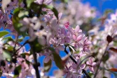 Yumuşak odak kiraz çiçeği veya Sakura çiçek bir mavi gökyüzü arka plan ağaç dal. Japon cherry. Sığ derinlik-in tarla. Bir çiçek hala LIF Merkezi üzerinde odaklanmak