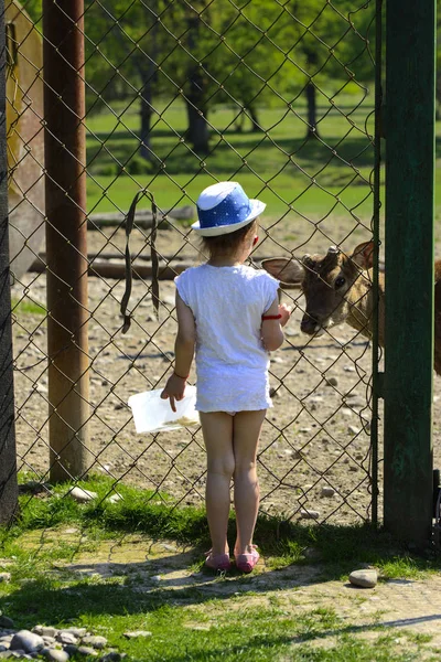 Una Niña Alimenta Ciervo Joven Zoológico Verano Durante Período Muda — Foto de Stock