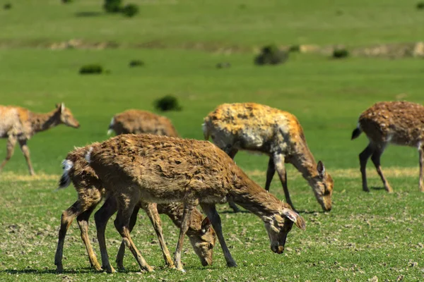 Geyik deri değiştirme benzersiz bir süre. Geyik onun saç kaybeder. Kafa ile başlar, sonra boyun, bacak, sırt ve son olarak, yan ve göbek gidiyor. Kel yamalar ile korkunç çirkin kürk