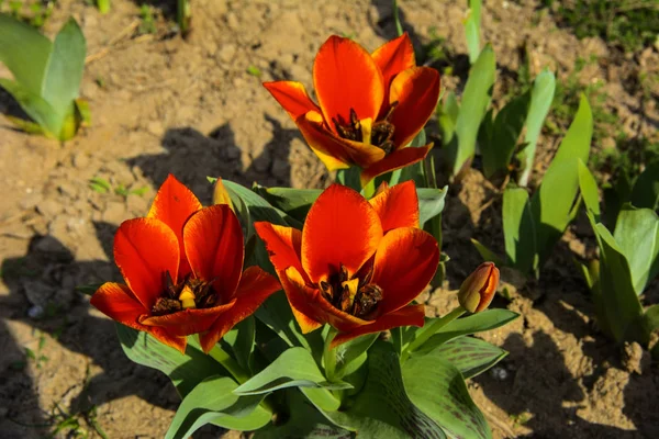 Besouro Veado Desgrenhado Come Meio Flor Come Toda Cor Lilases — Fotografia de Stock