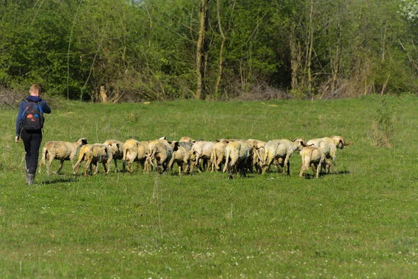 山の緑の牧草地に放牧の羊の群れと風景のパノラマ ファームに若い白 青と茶色の羊の放牧します — ストック写真