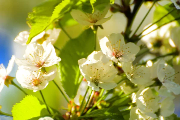 Soft Focus Apple Blossom Or White Apple Tree Flower On A Tree Branch Against A Blue Sky Background Shallow Depth Of Field Focus On The Center Of A Flower Still Life Soft Focus Apple Blossom Or White Apple Tree Flower On A Tree Branch Against A Blue Sky Background Shallow Depth Of Field Focus On The Center Of A Flower Still Life
