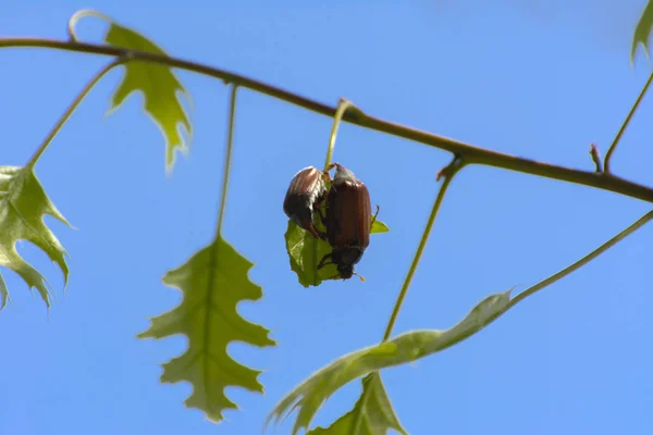 Vue Rapprochée Insecte Nuisible Européen Connu Sous Nom Punaise Mai — Photo