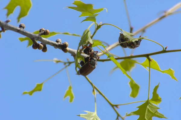 Vista Cerca Escarabajo Europeo Plagas Conocido Como Insecto Mayo Sobre —  Fotos de Stock