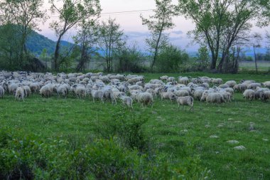 Dağlarda Yeşil Mera üzerinde otlatma koyun sürüsü ile Panorama manzara. Genç beyaz, mavi ve kahverengi koyun çiftlikte otlatmak..