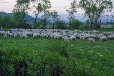 Dağlarda Yeşil Mera üzerinde otlatma koyun sürüsü ile Panorama manzara. Genç beyaz, mavi ve kahverengi koyun çiftlikte otlatmak..
