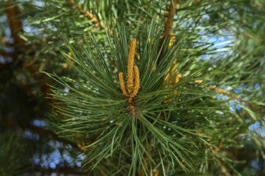 Ladin ile bulanık bir arka plan üzerinde genç sürgünler yeşil bir dalı. Sığ derinlik-in tarla. Doku, ekran koruyucu, duvar kağıdı kategorisinde.