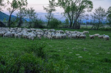 Dağlarda Yeşil Mera üzerinde otlatma koyun sürüsü ile Panorama manzara. Genç beyaz, mavi ve kahverengi koyun çiftlikte otlatmak..