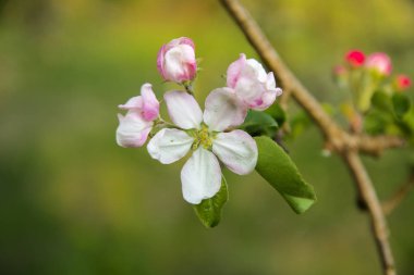 Yumuşak odak elma çiçeği veya beyaz elma ağacı çiçek bir mavi gökyüzü arka plan ağaç dal. Sığ derinlik-in tarla. Bir çiçek natürmort Merkezi üzerinde odaklanmak