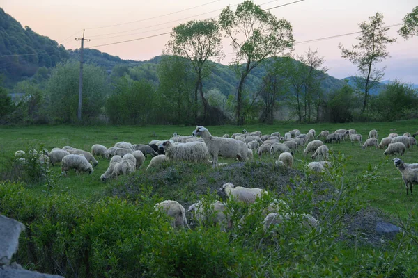 Panorama of the landscape with a herd of sheep grazing on the green pasture in the mountains. Young white, blue and brown sheep graze on the farm.