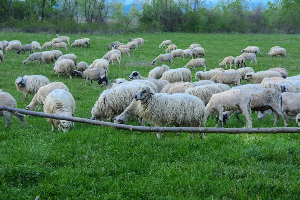 Panorama Del Paesaggio Con Una Mandria Pecore Pascolo Sul Verde — Foto Stock