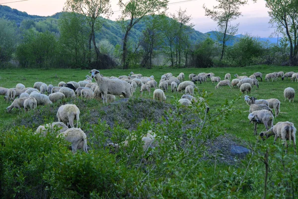 山の緑の牧草地に放牧の羊の群れと風景のパノラマ ファームに若い白 青と茶色の羊の放牧します — ストック写真
