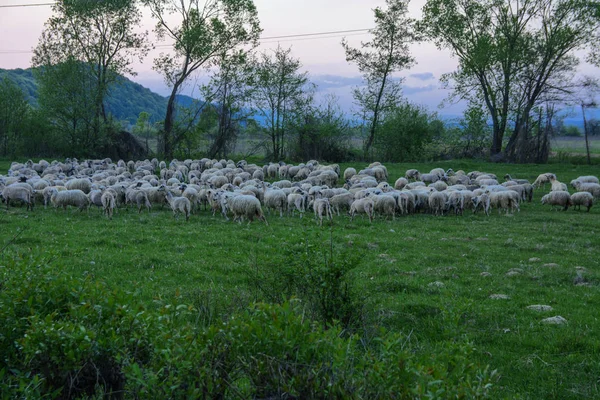 Panorama of the landscape with a herd of sheep grazing on the green pasture in the mountains. Young white, blue and brown sheep graze on the farm.