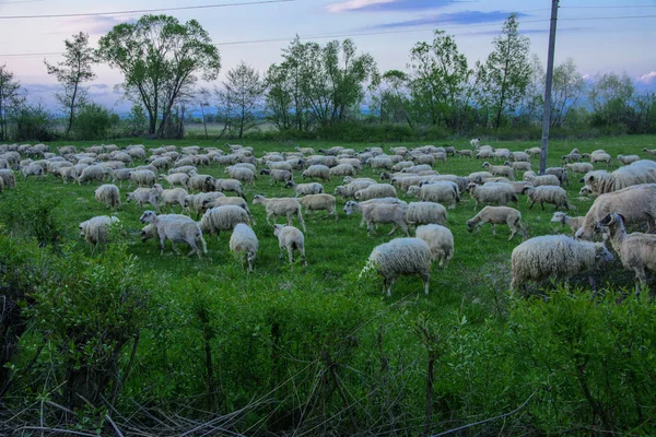 山の緑の牧草地に放牧の羊の群れと風景のパノラマ ファームに若い白 青と茶色の羊の放牧します — ストック写真