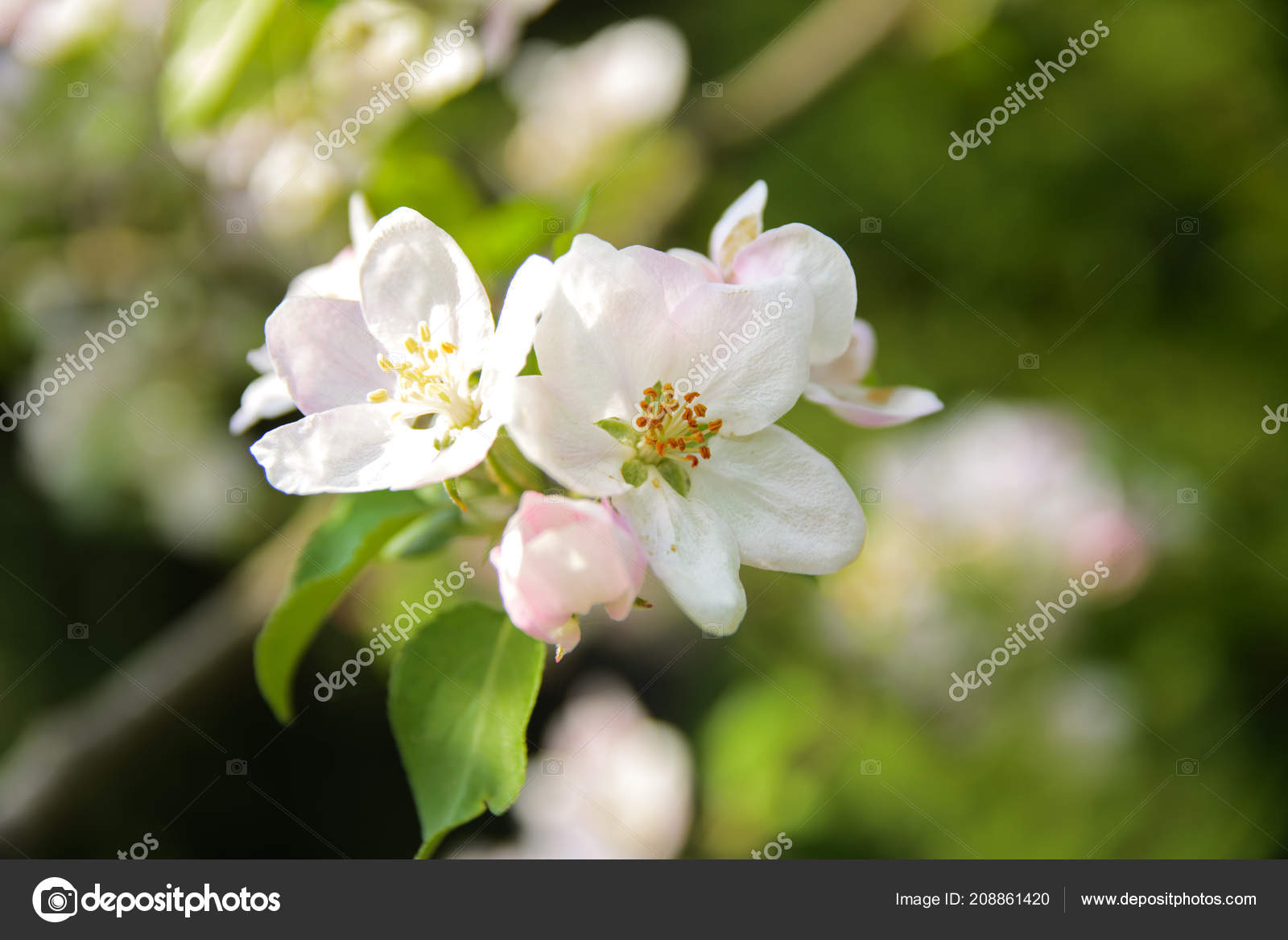 Soft Focus Apple Blossom White Apple Tree Flower Tree Branch Stock Photo Image By C Ssb111 614 Soft Focus Apple Blossom White Apple Tree Flower Tree Branch Stock Photo Image By C Ssb111 614