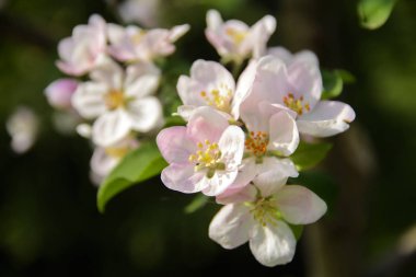Yumuşak odak elma çiçeği veya beyaz elma ağacı çiçek bir mavi gökyüzü arka plan ağaç dal. Sığ derinlik-in tarla. Bir çiçek natürmort Merkezi üzerinde odaklanmak