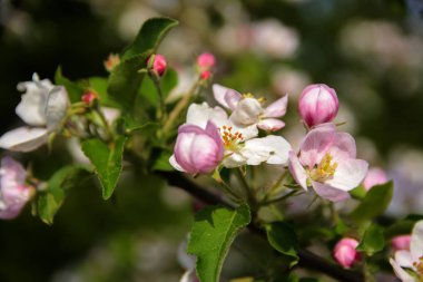 Yumuşak odak elma çiçeği veya beyaz elma ağacı çiçek bir mavi gökyüzü arka plan ağaç dal. Sığ derinlik-in tarla. Bir çiçek natürmort Merkezi üzerinde odaklanmak