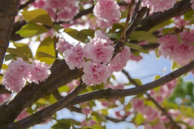 Yumuşak odak kiraz çiçeği veya Sakura çiçek bir mavi gökyüzü arka plan ağaç dal. Japon cherry. Sığ derinlik-in tarla. Bir çiçek natürmort Merkezi üzerinde odaklanmak