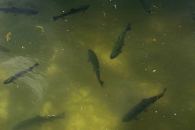 Bir balık çiftliği nehir alabalığı ve Mersin balığı yukarıdan bir görünüm kasvetli bir havuzda çizerek balık büyük bir grup.