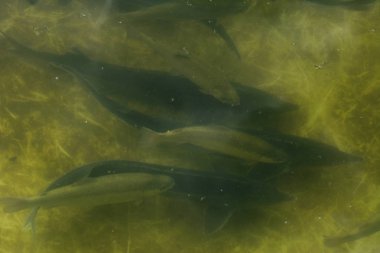 Bir balık çiftliği nehir alabalığı ve Mersin balığı yukarıdan bir görünüm kasvetli bir havuzda çizerek balık büyük bir grup.