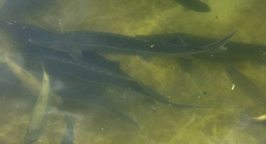Bir balık çiftliği nehir alabalığı ve Mersin balığı yukarıdan bir görünüm kasvetli bir havuzda çizerek balık büyük bir grup.