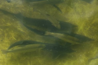 Bir balık çiftliği nehir alabalığı ve Mersin balığı yukarıdan bir görünüm kasvetli bir havuzda çizerek balık büyük bir grup.