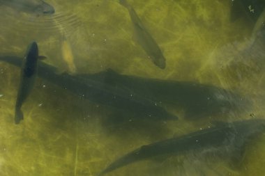 Bir balık çiftliği nehir alabalığı ve Mersin balığı yukarıdan bir görünüm kasvetli bir havuzda çizerek balık büyük bir grup.