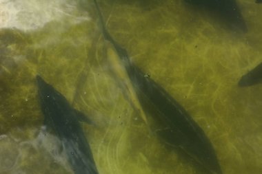 Bir balık çiftliği nehir alabalığı ve Mersin balığı yukarıdan bir görünüm kasvetli bir havuzda çizerek balık büyük bir grup.
