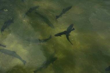 Bir balık çiftliği nehir alabalığı ve Mersin balığı yukarıdan bir görünüm kasvetli bir havuzda çizerek balık büyük bir grup.