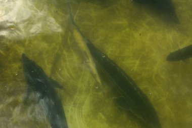 Bir balık çiftliği nehir alabalığı ve Mersin balığı yukarıdan bir görünüm kasvetli bir havuzda çizerek balık büyük bir grup.