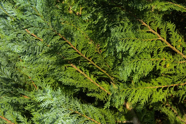 Thuja (life tree) in landscape design is one basic plants and is used to decorate alleys, borders, create hedges. Evergreen coniferous tree. Thuya is uncalled in care, smokestoychiva, cold-resistant