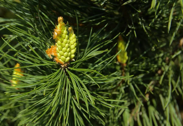 Une Branche Verte Épinette Avec Jeunes Pousses Sur Fond Flou — Photo