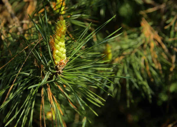 Une Branche Verte Épinette Avec Jeunes Pousses Sur Fond Flou — Photo