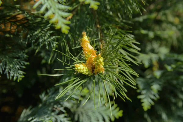 Une Branche Verte Épinette Avec Jeunes Pousses Sur Fond Flou — Photo