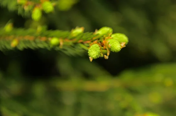 Une Branche Verte Épinette Avec Jeunes Pousses Sur Fond Flou — Photo