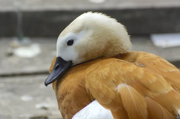 Pato Castanho Chão Das Tábuas Rio Belo Pato Laranja Com — Fotografia de Stock