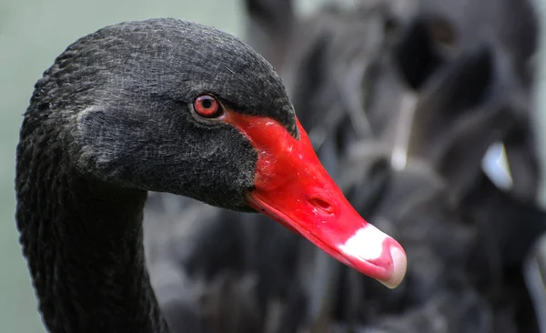 Elegante Cisne Negro Flota Lago Con Agua Fangosa Pájaro Brillante — Foto de Stock