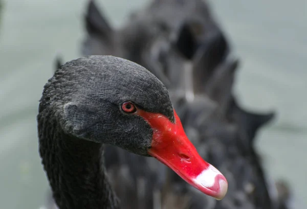 Elegantní Černá Labuť Plave Jezeře Kalné Vody Zářivý Ptáček Krásným — Stock fotografie