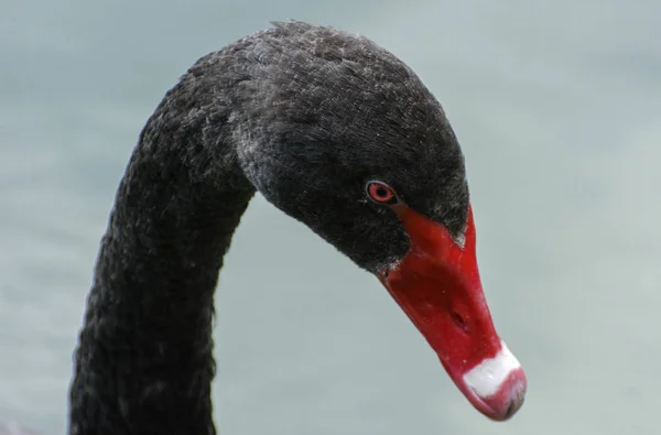 Ein Anmutiger Schwarzer Schwan Schwimmt Einem See Mit Schlammigem Wasser — Stockfoto