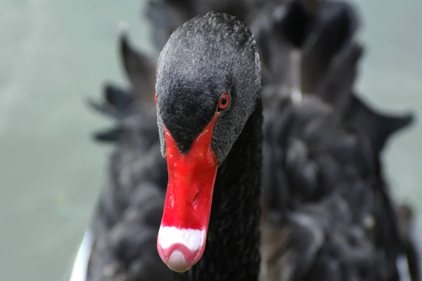 Een Sierlijke Zwarte Zwaan Zweeft Een Meer Met Modderig Water — Stockfoto