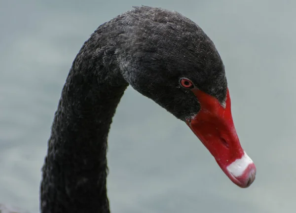 Cisne Preto Gracioso Flutua Lago Com Água Enlameada Pássaro Brilhante — Fotografia de Stock