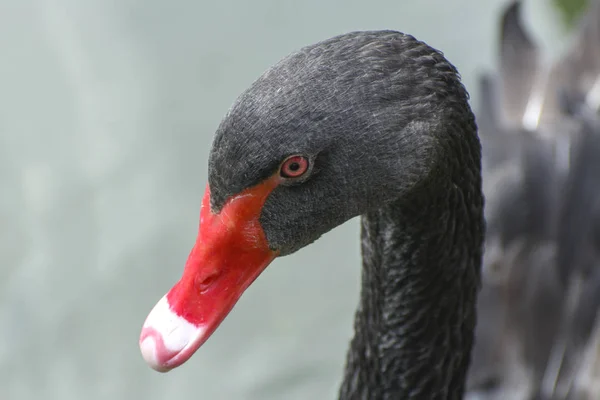 Ein Anmutiger Schwarzer Schwan Schwimmt Einem See Mit Schlammigem Wasser — Stockfoto